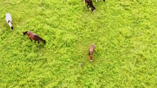 Drone capta a un caballo gruñón comenzando una pelea