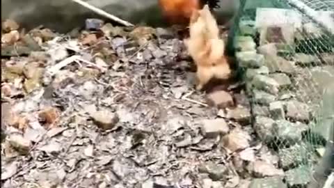 Funny: Brave chicken fighting dog