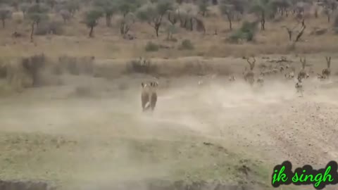 Jangali सेर शिकार की ताक में