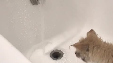 Wet dog trying to bite water stream faucet white bathtub