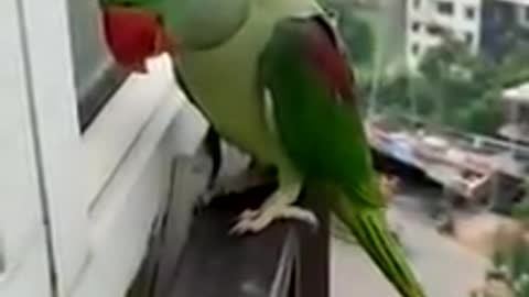A parrot is talking, I dare you, why are you laughing ??