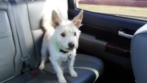 Dogs excited to go to the park