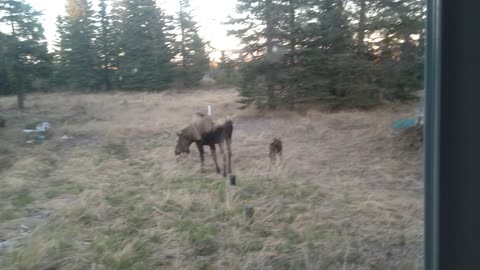 Alaska moose, a baby and the mom