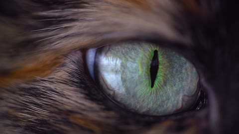 cat eye c