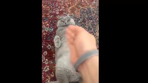 Funny cat lying down and practicing boxing