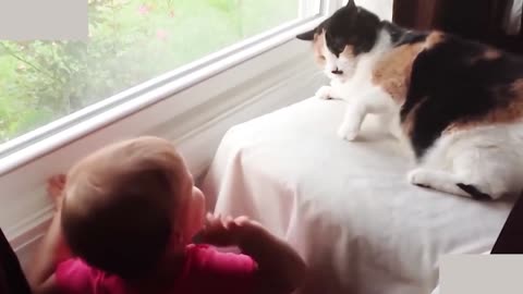 Cute Cat and Baby friend and play