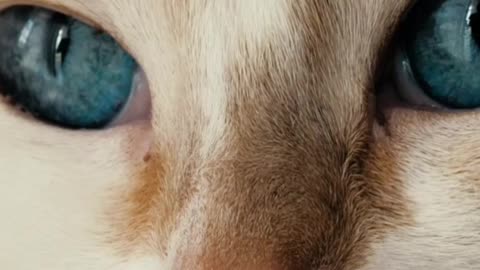 Close-Up Of a White, Blue-Eyed Cat Looking Around