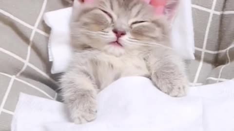 Tiny Kitten Having Cutest Spa Time