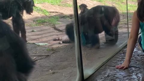 Monkeys Pummel Raccoon That Wandered into Enclosure