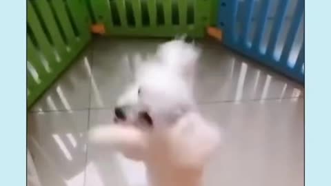 Amazing Cute Dog Dancing 2021