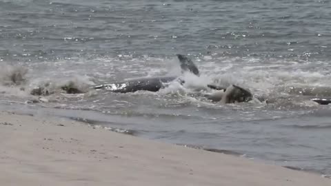 Amazing Group Hunting by Dolphins