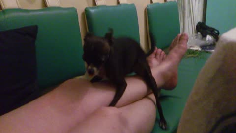 small dog gets on top master a foot