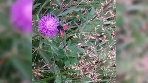 Black and red moth on a thistle