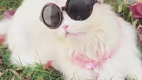 Sassy cat bird watches in style