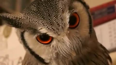 Owl: What did you say ?! [Very cute!]