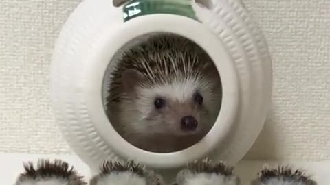 hedgehog sitting in his ship with his kids