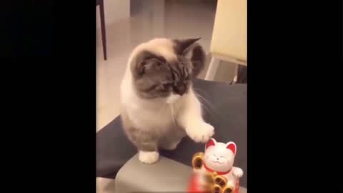 Cute Cat Trying To Copy Toy Kitty Cat ! REALLY CUTE !