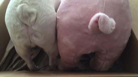 French Bulldog loves a stuffed pig that looks like him!