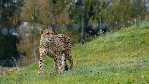 Cheetah Animal - الفهد الصياد