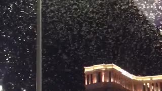 Massive Grasshopper Migration