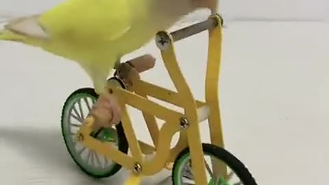 This smart parrot can ride a bicycle