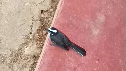 Very Close Video taping Of a Bird..Amazing video
