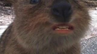 Introducing Q The Quokka