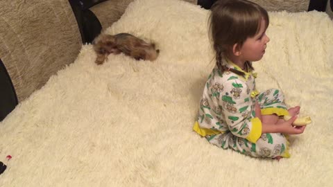 Аmazing dog asks to play with him