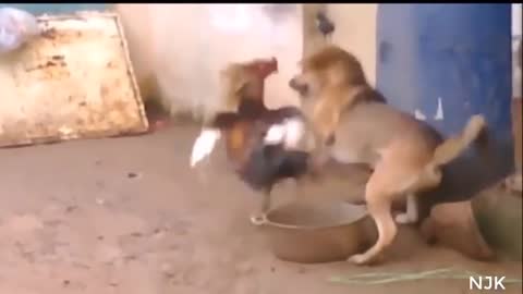Pet vs chicken...FIGHT!