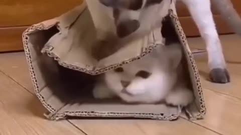 Funniest Cat Videos