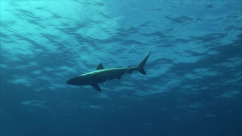 Stunning Grey Shark Moving In Circles Towards His Pray