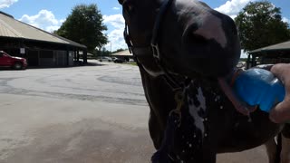 Horse chugs his favorite sports drink