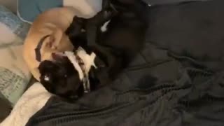 Little bro frenchie puppy pushes big bro off couch!