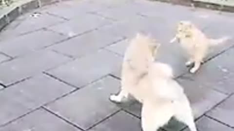 Cat dog 🐕 funny video
