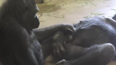 Gorilla romance time. Gorillas Love Story.