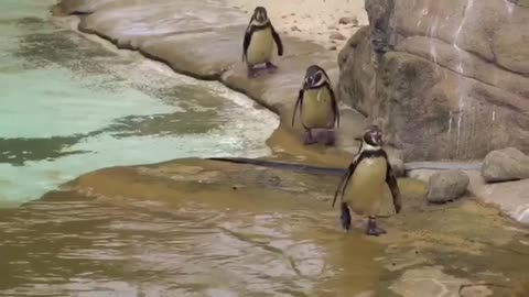 Penguins enjoy their time in the water