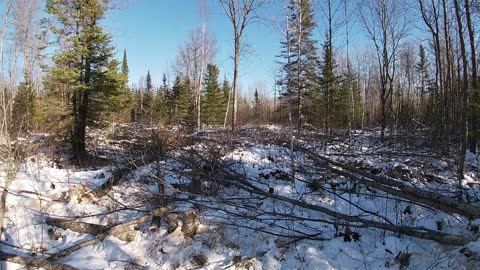 Winter Cut 2021 Begins (Deer habitat improvement)