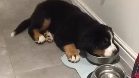 Lazy puppy won't even stand up to eat