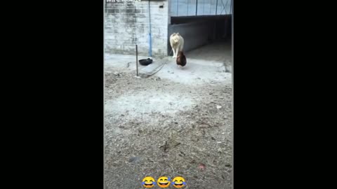 Chicken VS Dog fight part -03