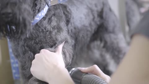 Groomer using blowdryer on dog. Pet grooming salon. Grooming a little dog in pet grooming