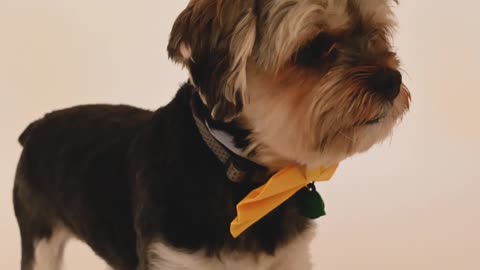 a dog with yellow bow tie is observing his surroundings