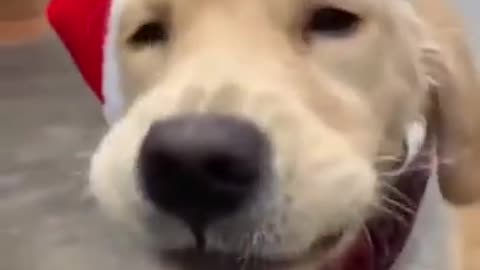 Funny dog lip synching 😂