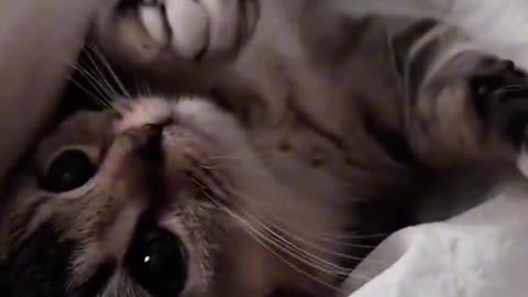 meow animals #meow #animals #cats #dogs #funnyvideo #fightcoronavirus #viral #reel #viralreelsfbpage #foryoupageシvir #trendingreelsvideo #foryou