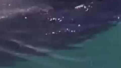 Friendly Whale plays Roll Over #humpbackwhale