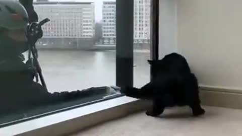 Interesting cleaning windows is amazing along with cats