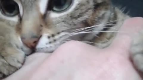 Cute Cat Playing with Hand