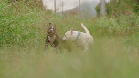 como escolher uma raça de cachorro perfeita para você?