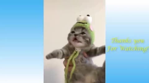 TRY NOT TO LAUGH-Top Funny Cat Videos of The Week