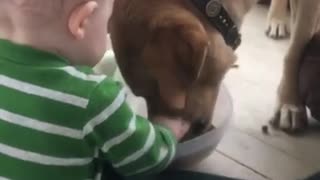 Baby helps feed his hungry doggy