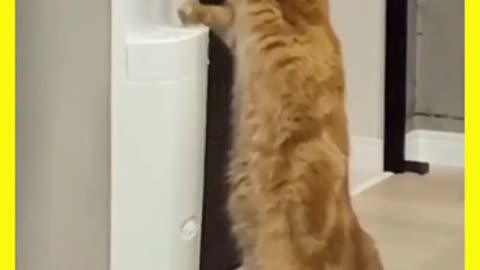 🐱🐱Funny cat redy to attack🐱🐱